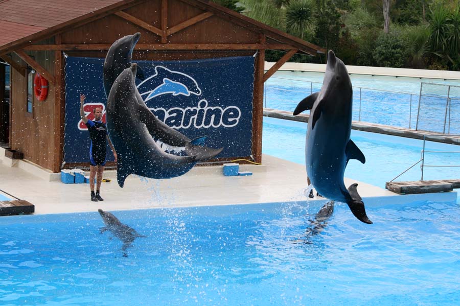 Delfini 4 Zoo Marine
