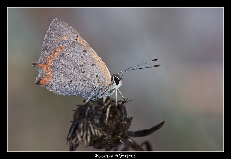 Antenne tese, verso est!