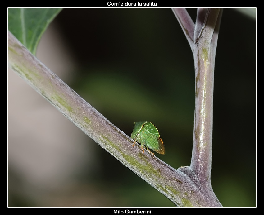 Stictocephala bisonia