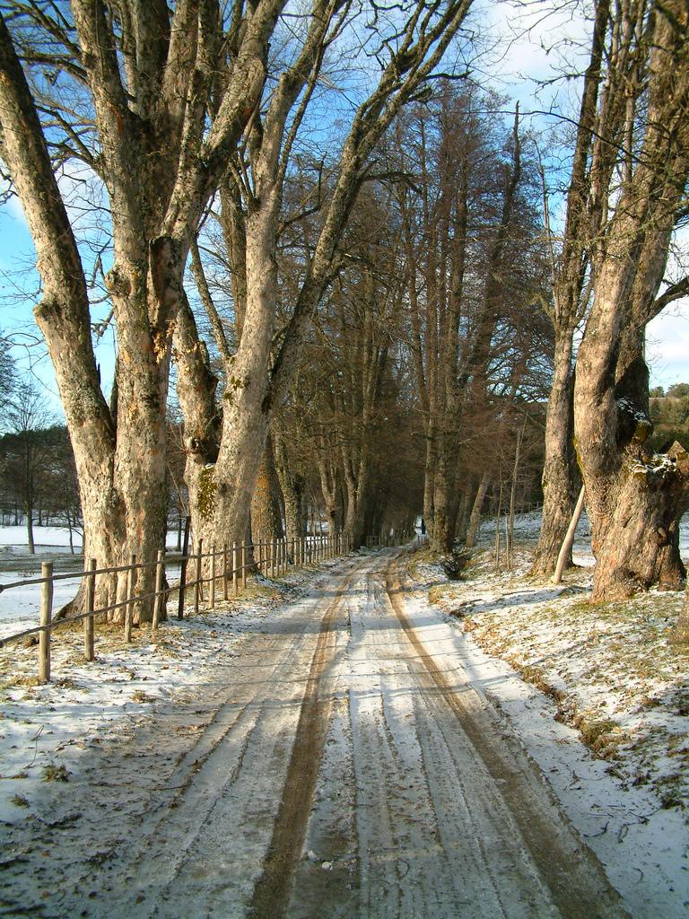 Viale sull'altopiano della Sila (Calabria)