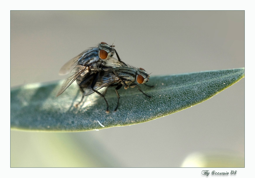 il tappeto dell'amore