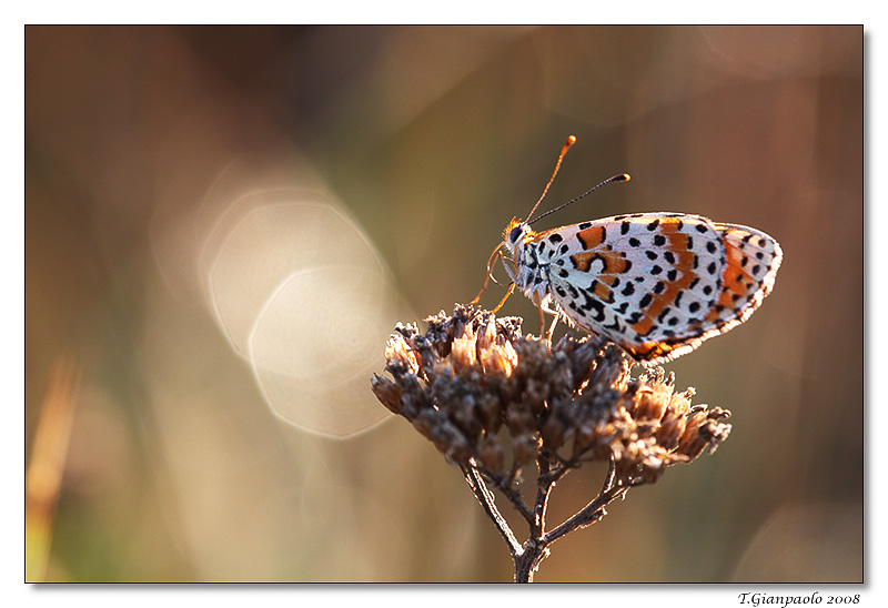 Melitaea cinxia...