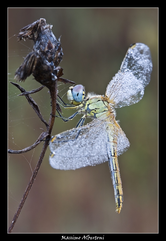 Dirigo il traffico mattutino!