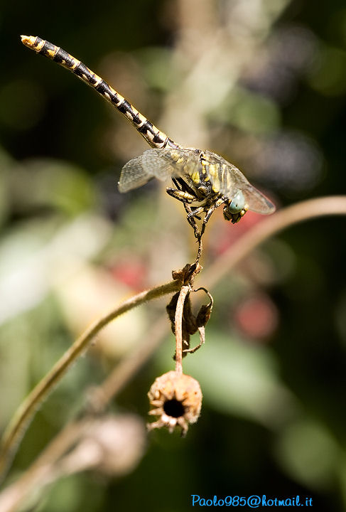 Onychogomphus forcipatus