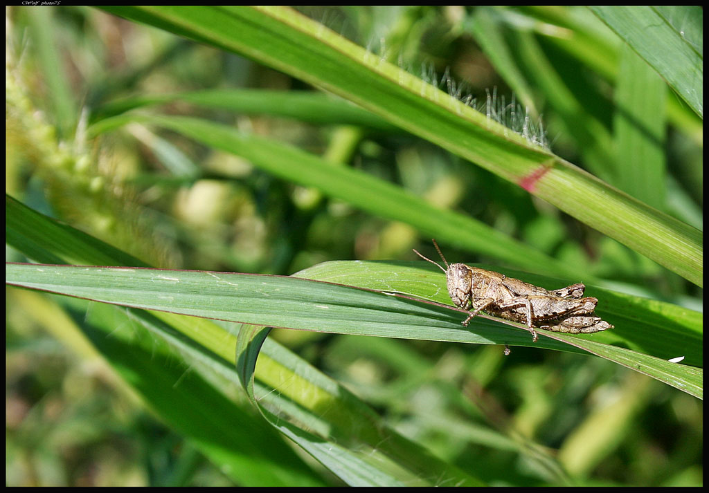 grillo obiettivo 18\55 kit