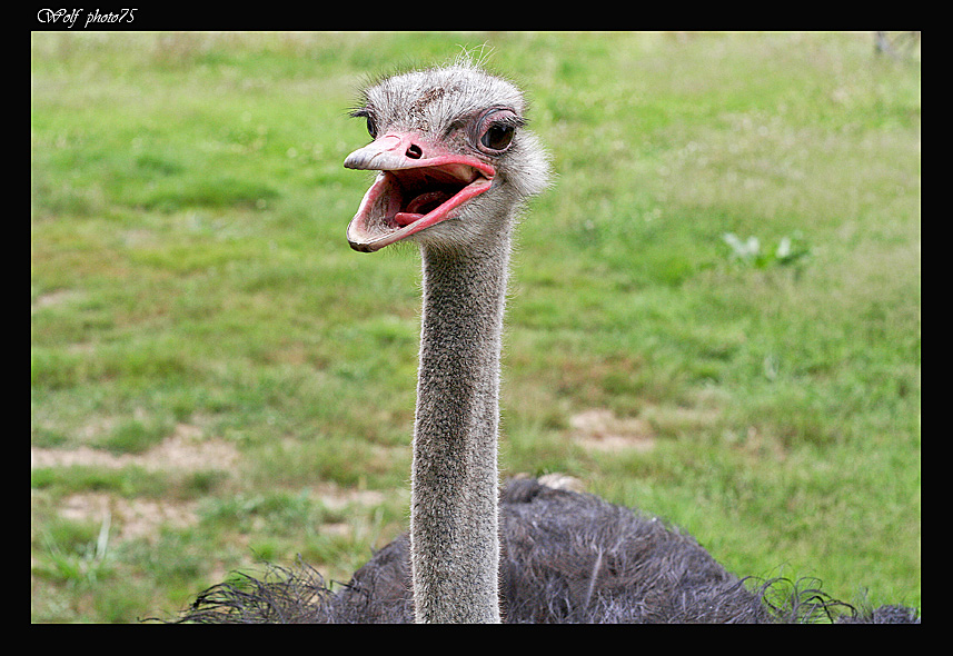 primo piano struzzo 50ino