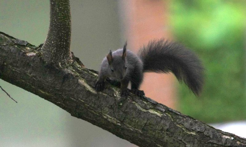 quasi quasi mi butto...