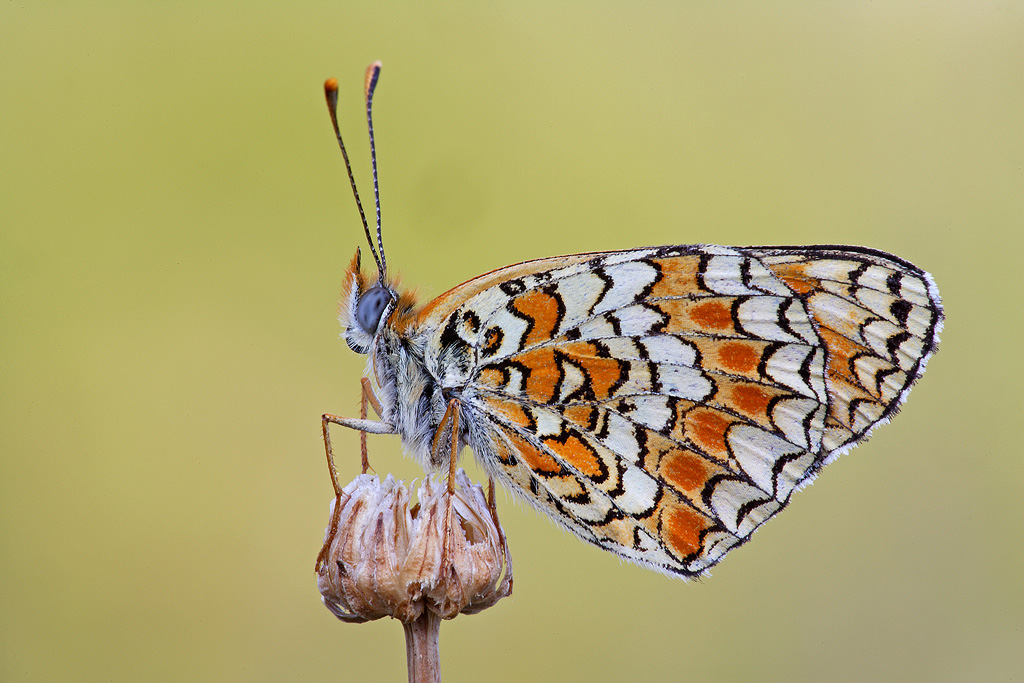 Melitaea