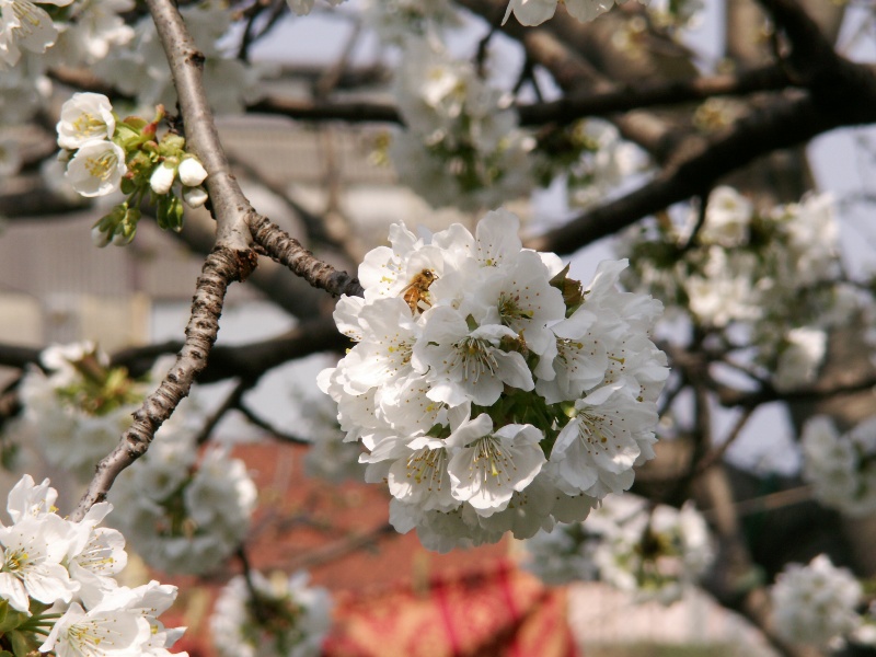Primavera con l'ape sul Ciliegio