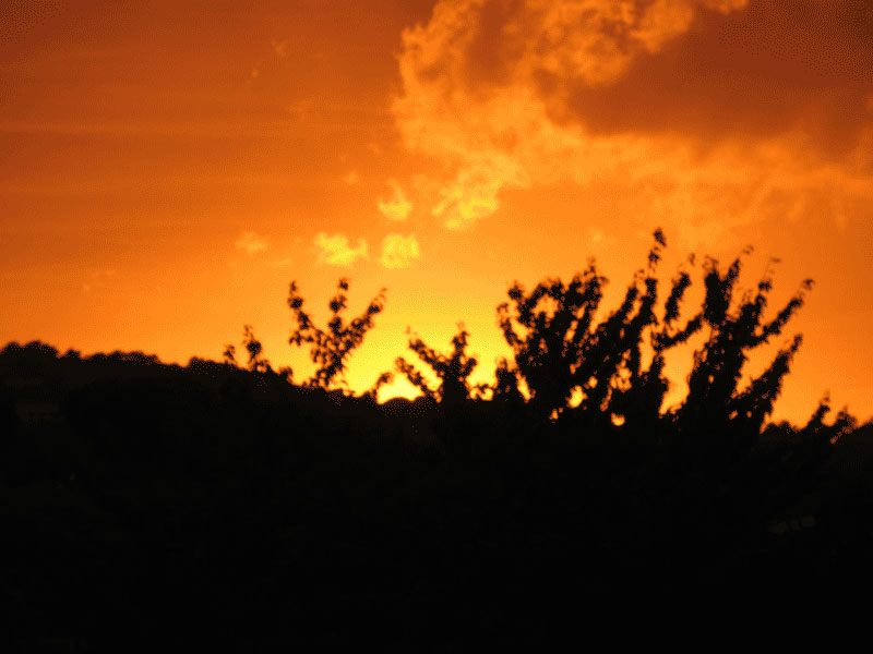 tramonto tra le foglie