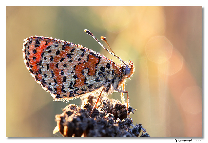 melitaea cinxia rugiadata....