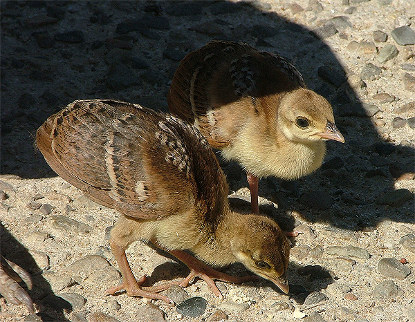 Piccoli di Pavone