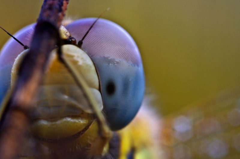 Occhio alla libellula