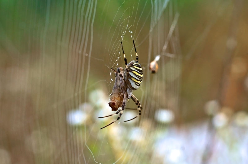 Moooooolto ingordo!......