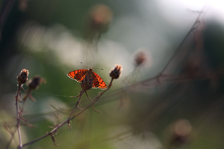 Un pizzico di colore