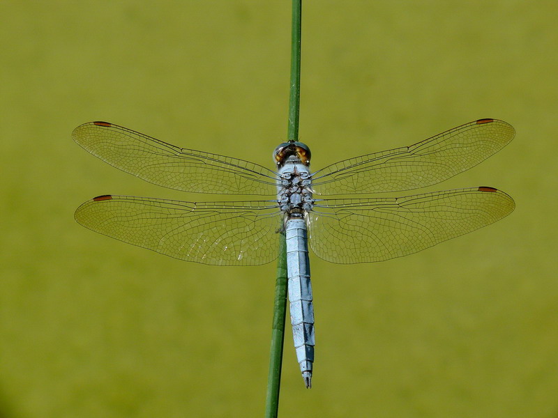 Libellula azzurra