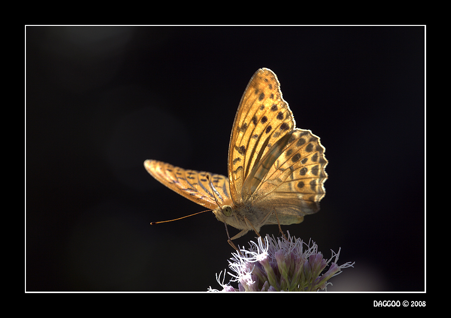 Ritratto di farfalla