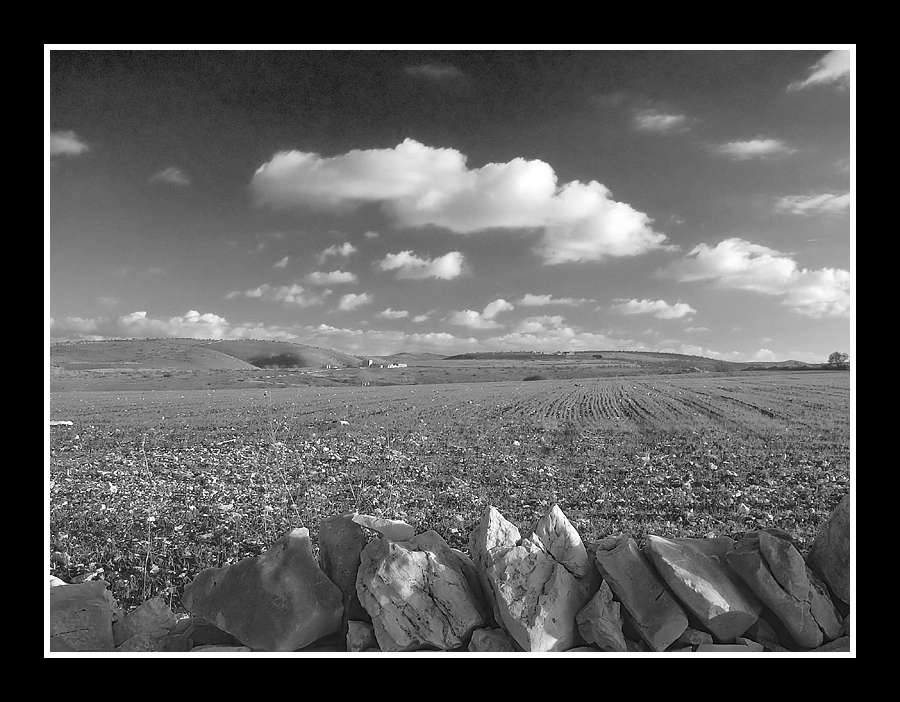 ...OLTRE LA SIEPE...