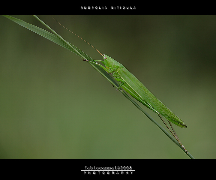 :: RUSPOLIA NITIDULA...