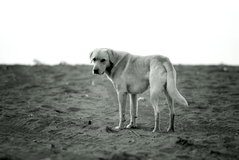 Il bastardo (selfportrait)