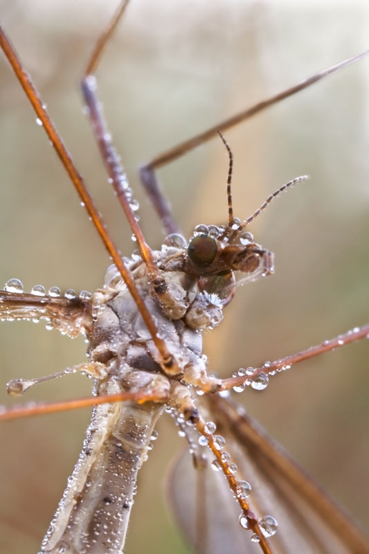 Sorriso di zanzarone