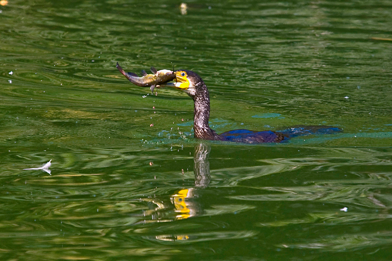Ed anche per oggi si mangia