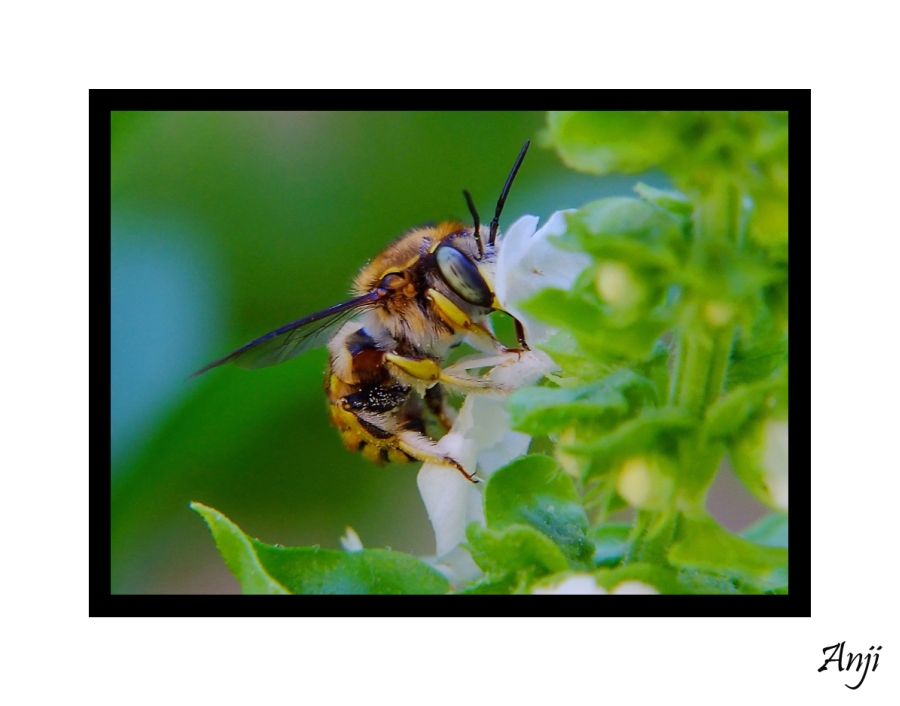 ...che buono questo nettare....