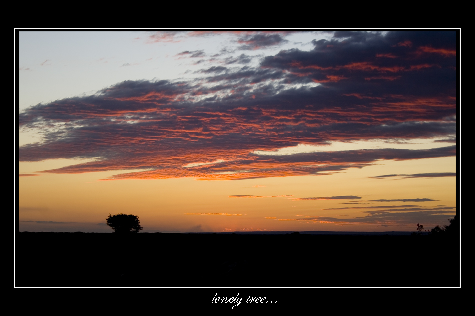 lonely tree...