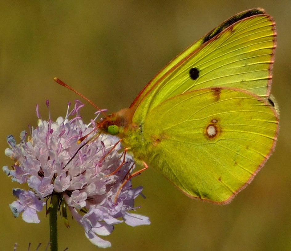Yellow fly (cropped)