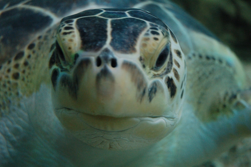 salve! Il mio nome � Tobia e ho solo 100 anni....