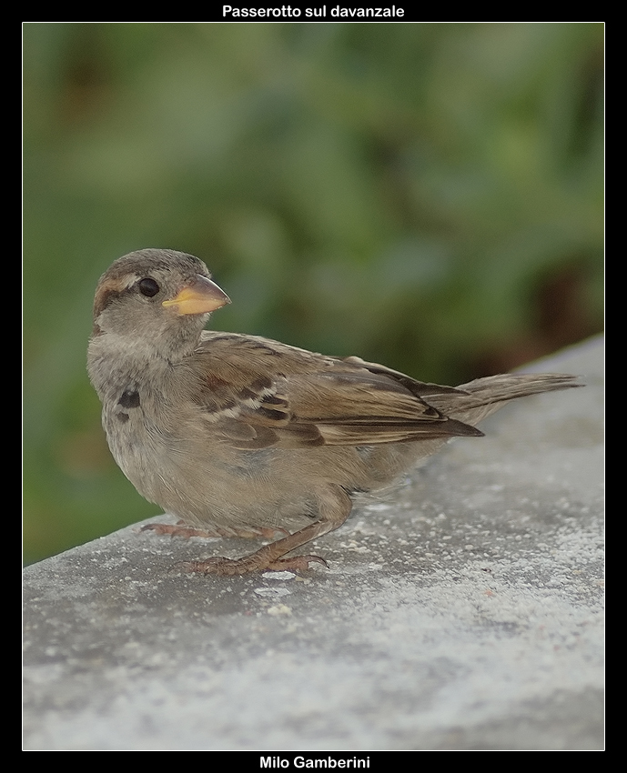 Passerotto sul davanzale