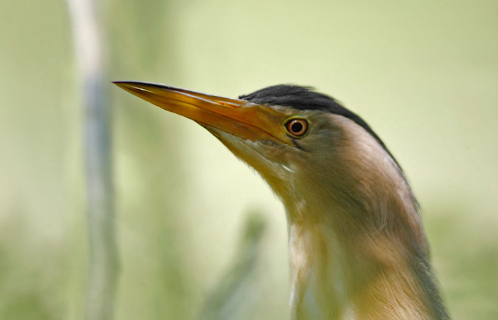 Renzo-Ritratto di Tarabusino