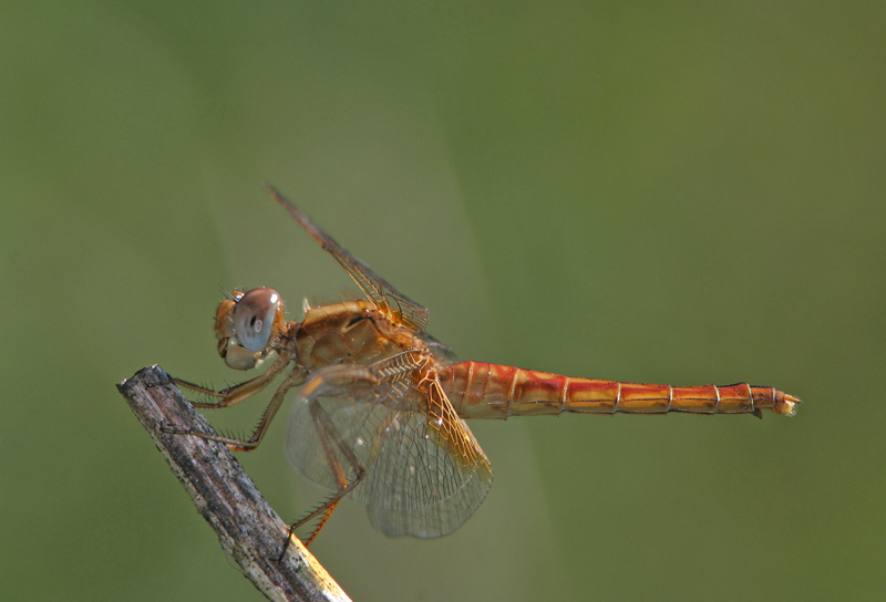 libellula arancio