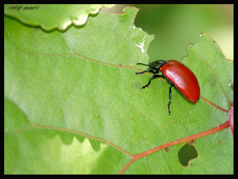� un coleottero?buon appetito