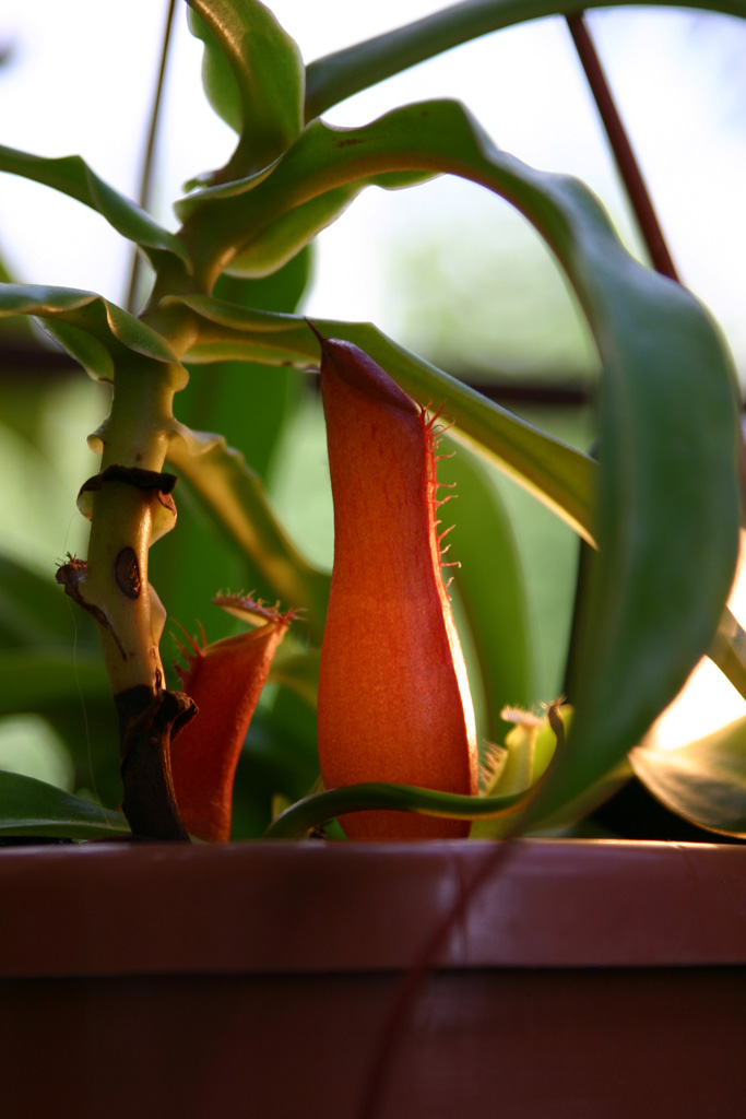 Nascita di Nepenthes
