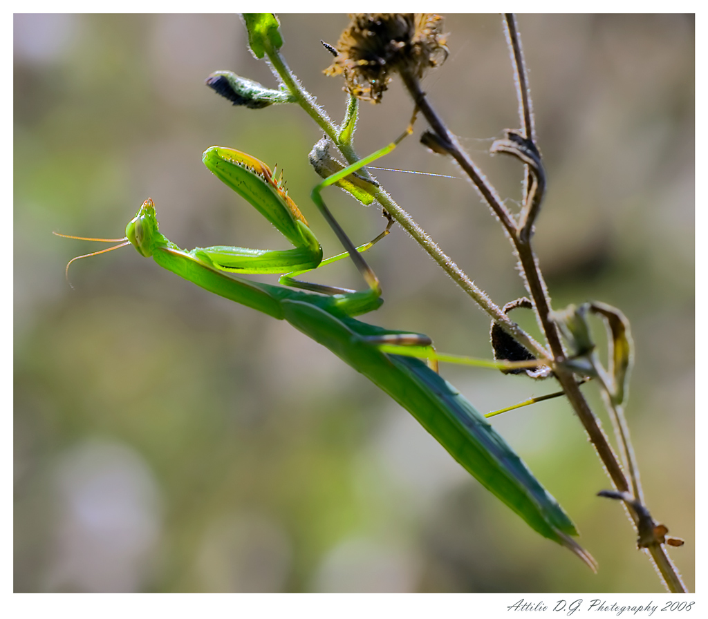 Mantide in posizione marziale