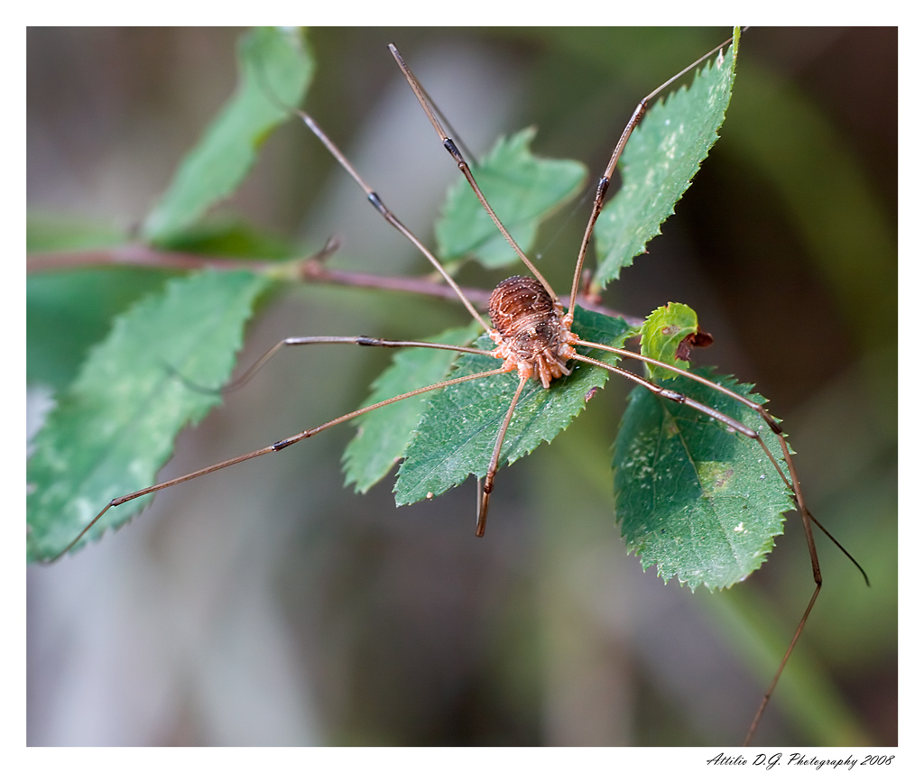 Un ragno un po largo...