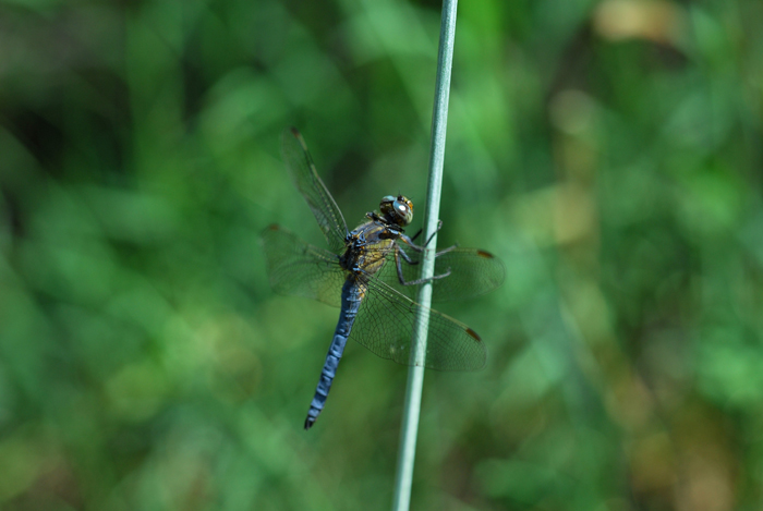 Libellula