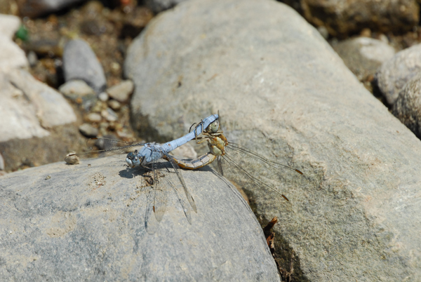 Libellule in accoppiamento