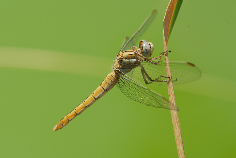 Riposo dopo la deposizione