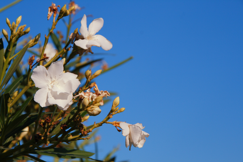 Fiori bianchi, cielo blu