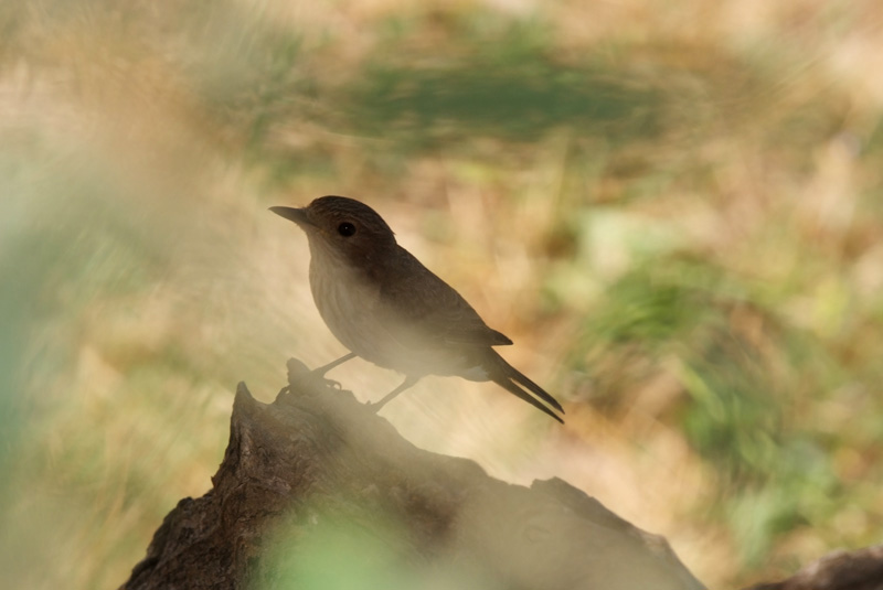 Pigliamosche in sogno