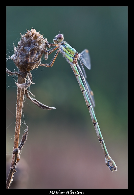 Come picchia il sole, stamattina!