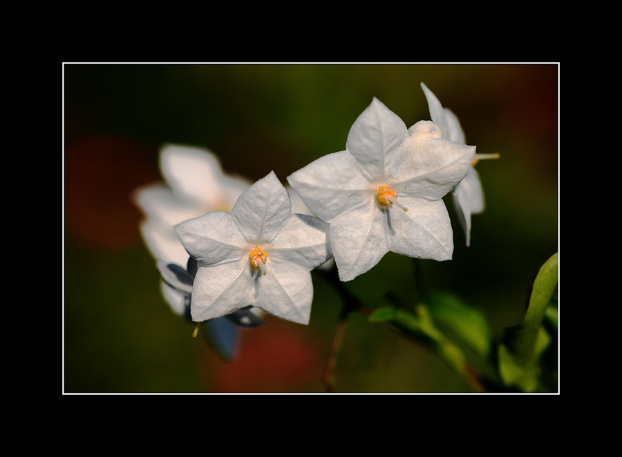 stelline a mezzogiorno 2 ..
