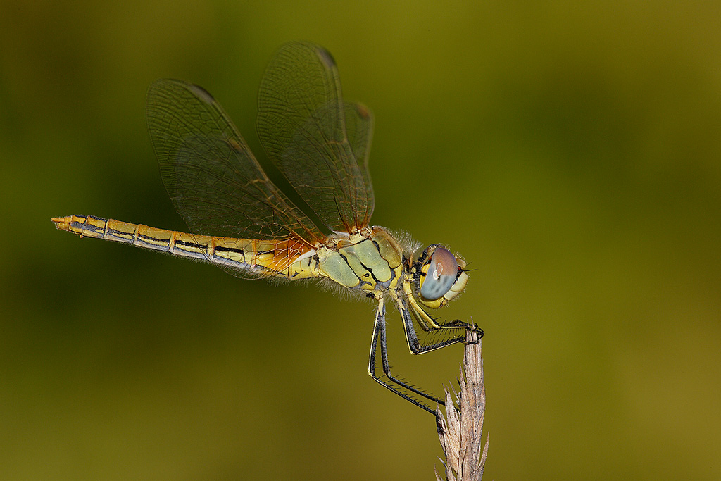 Sympetrum fonscolombii