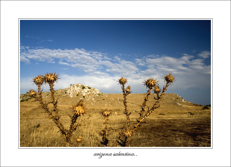arizona..salentina