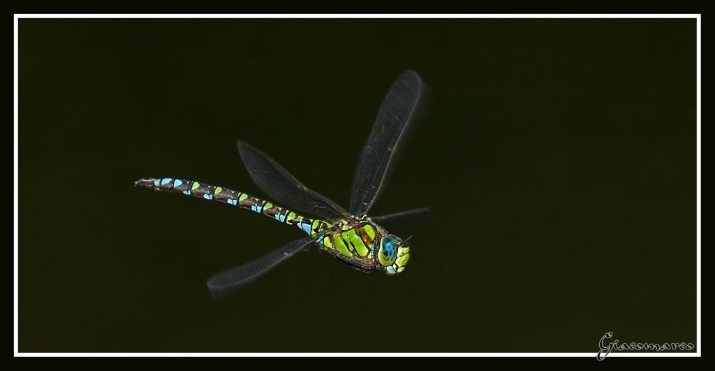Aeshna cyanea in volo