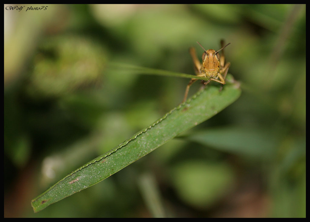 grillo- sono arrabiato o rido, secondo voi?