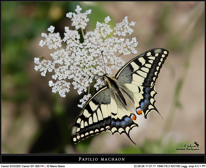 Machaon... the return!