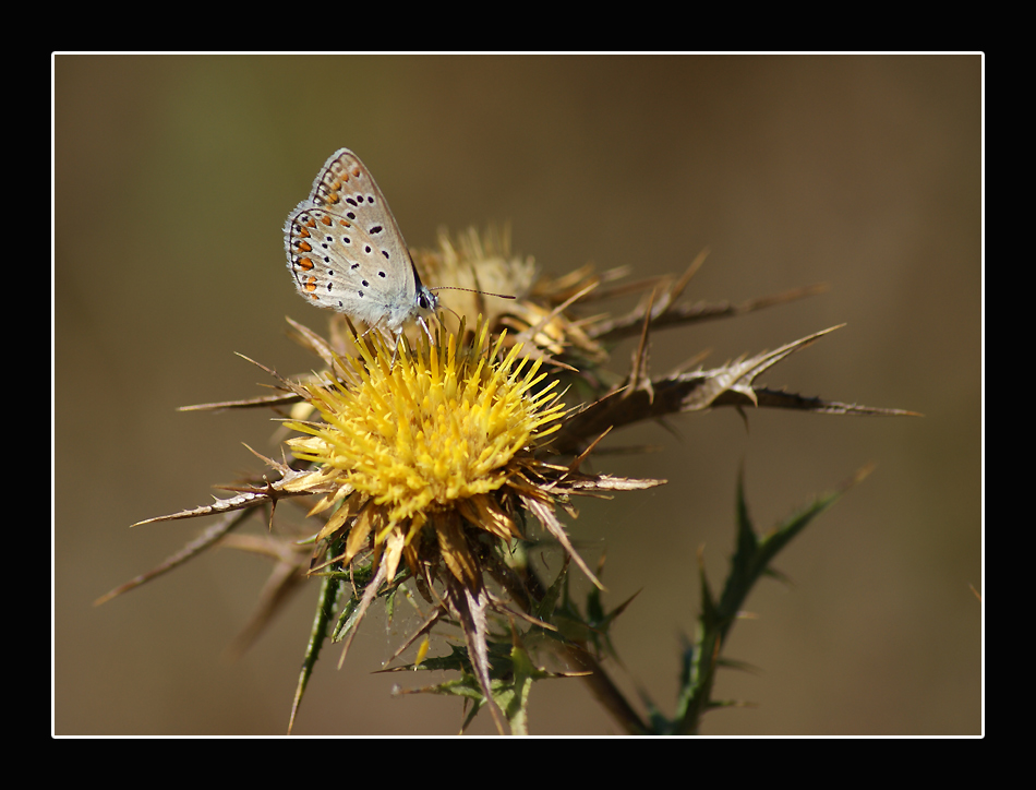 La farfalla e l'oro -
